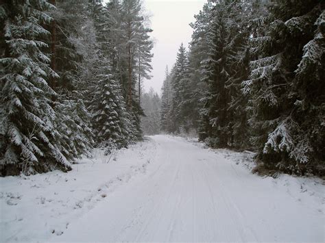 Filewinter Road In Estonia
