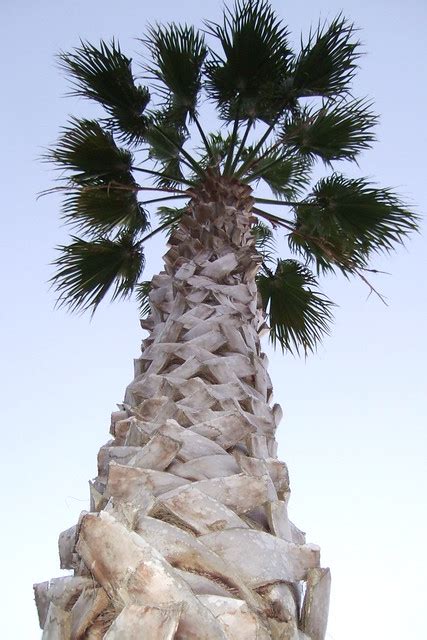 Tall Palm Tree Flickr Photo Sharing