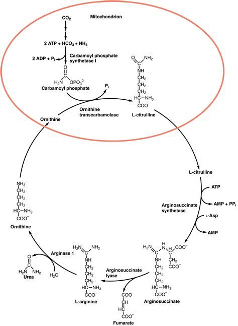 Der Harnstoffzyklus Ein Biochemischer Kreislauf