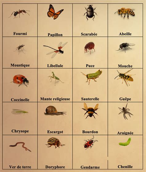 Lexique Illustré Les Insectes Learn Frenchfrancaisvocabulary