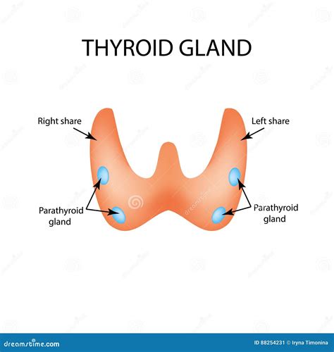 Anatomical Structure Of The Thyroid And Parathyroid Gland Infographics