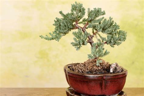 How To Grow And Care For Juniper Bonsai Trees