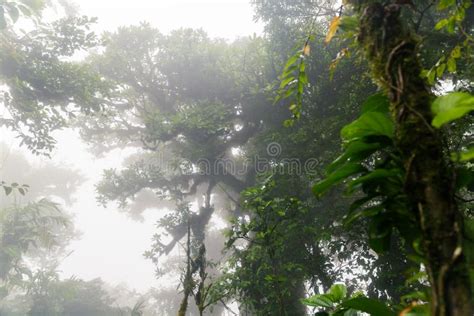 Foggy Rainforest Stock Images Download 3376 Royalty Free Photos