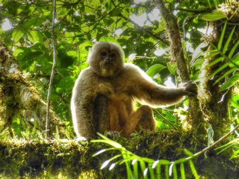 Cebus Albifrons Aequatorialis Primates Del Ecuador · Inaturalist Ecuador
