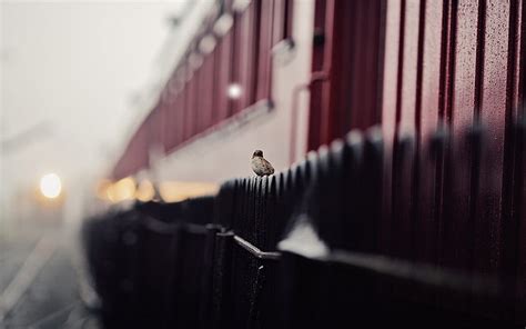 Hd Wallpaper Birds Bokeh Depth Fences Field Of Sparrow Trains