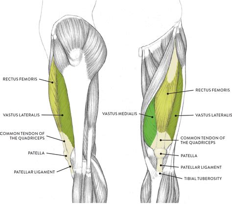 Palmar region , arteries (illustrations: Left leg, lateral (left) and anterior (right) views