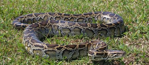 The Giant Burmese Python Critter Science