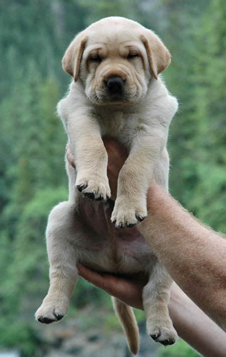 Shar Pei Labrador Mix Puppies Ann S Web Page Lab Pei Information