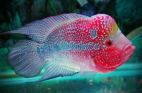 Malaysia is home to a great biodiversity of wildlife, including a varied collection of fish. Exotic Freshwater Fish - Top 10 - AquariumStoreDepot