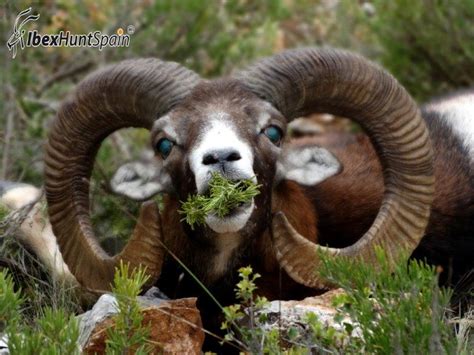 Iberian Mouflon 2 Ibex Hunt Spain