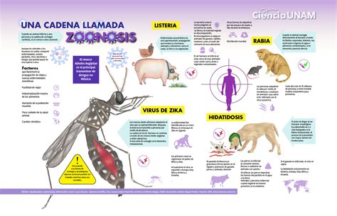 Infografía: una cadena llamada zoonosis
