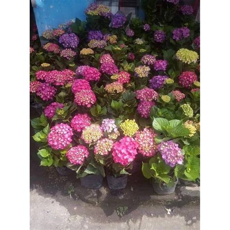 Jual Tanaman Hortensia Holland Hydrangea Berbunga Shopee Indonesia