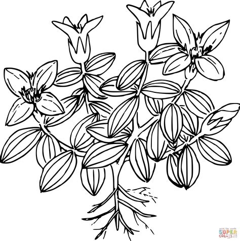 Wildflower Coloring Page Free Printable Coloring Pages