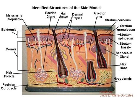 Skin organoids generated in vitro from human pluripotent stem cells form complex, multilayered skin tissue with hair follicles, sebaceous glands and neural circuitry, and integrate with endogenous skin when grafted onto immunocompromised mice. Skin Model Labeled - Bing Images | Skin model, Dermis, Epidermis