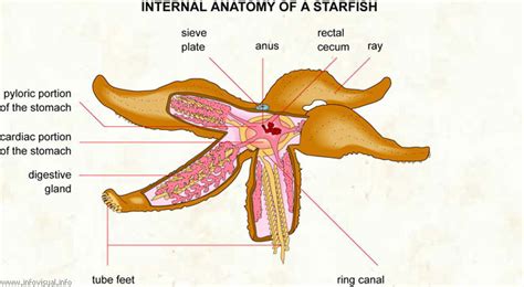 Namibia Reservations 10 Facts About Starfish