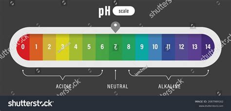 Ph Value Scale Chart Acid Alkaline Stock Vector Royalty Free