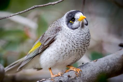 Noisy Miner Bird Beaux Oiseaux