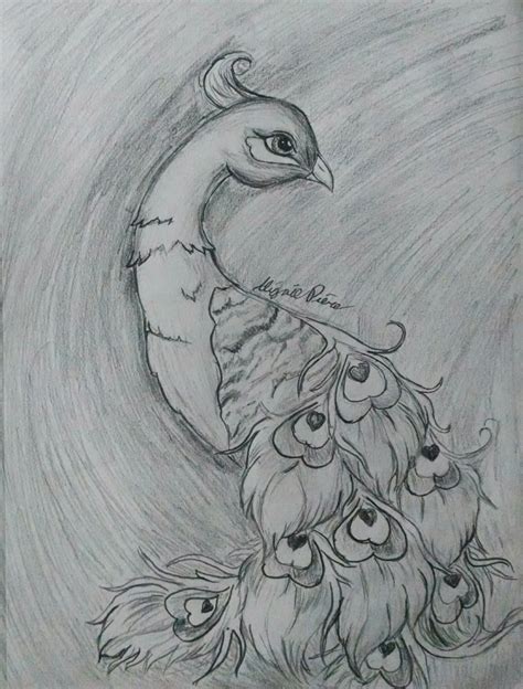 Peacock Pencil Sketch At Paintingvalley Com Explore Collection Of