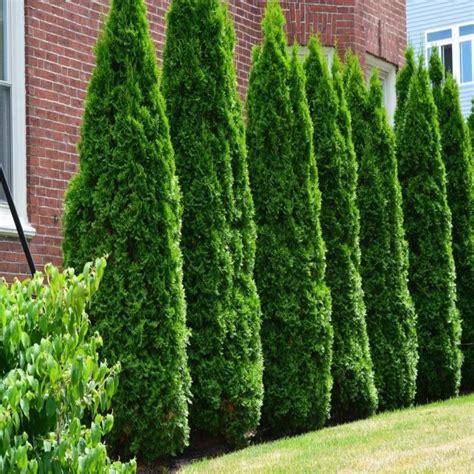 American Pillar Arborvitae Trees In 2020 Arborvitae Tree Shrubs For