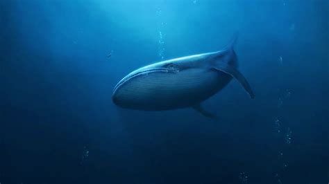 Whale Deep Sea Live Wallpaper Moewalls