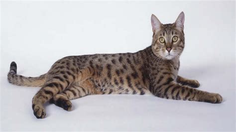 Sphynx Vs California Spangled Cat Breed Comparison