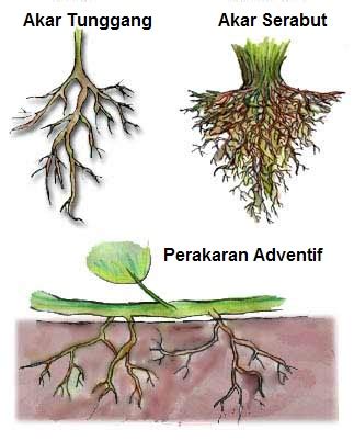 Akar merupakan organ penting untuk metabolisme tumbuhan agar dapat berkembang biak dengan baik, dan jenis jenis akar sendiri sangat banyak dan beragam. Jenis Jenis Akar Pada Tumbuhan Beserta Contohnya Lengkap ...
