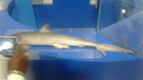 What Is The Name Of This Shark With Hind Legs