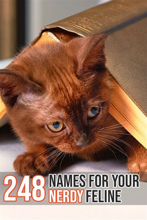 Choosing a name that fits your cat's looks or character traits can be a nice way to add a bit of a personal touch. FelineLiving.net | Cute cat names, Male cat names unique ...