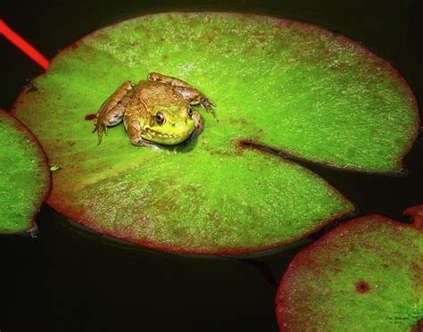 Frog On Lily Pad Photograph By Peg Runyan