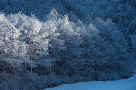 Cold Trees Nature Winter Ice Snow Outdoors Hd Wallpaper