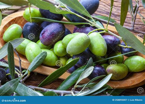 Branch Of Olive Tree With Fruits And Leaves Stock Image Image Of