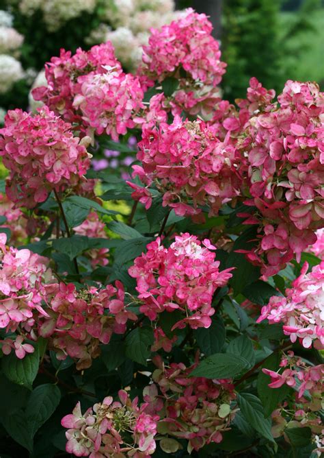 Hydrangeas are stunning so it makes sense to want them to last as long as possible. Fire Light® - Panicle Hydrangea - Hydrangea paniculata ...