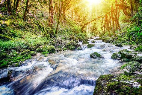 Beautiful Wild Fresh Water Stream In Forest Under Bright Sunlight Stock