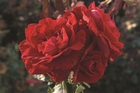 Don Juan Climber Staked Flourish Roses