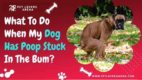 What To Do When My Dog Has Poop Stuck In The Bum