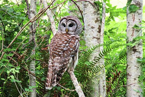 Barred Owl Hunting In Alder Forest Photograph By Peggy Collins Fine