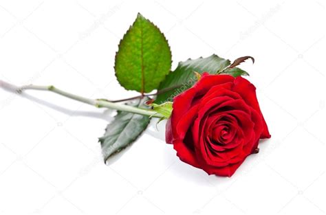 Beautiful Single Red Rose Lying Down On A White Background — Stock