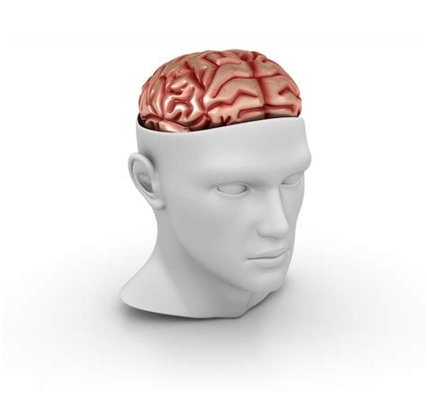 Premium Photo 3d Cartoon Human Head With Brain