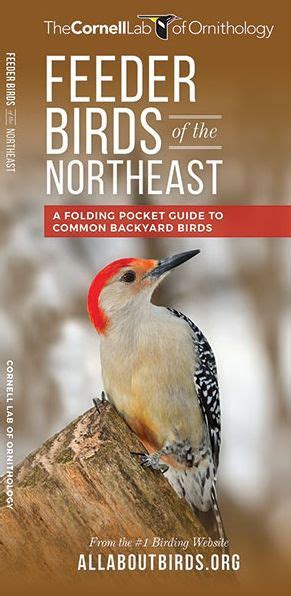 Feeder Birds Of The Northeast A Folding Pocket Guide To Common