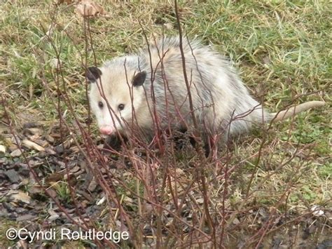 Virginia Opossum State Of Tennessee Wildlife Resources Agency