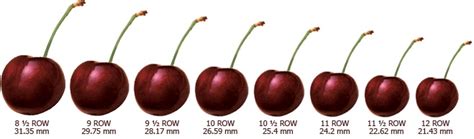 All My Eyes Cherry Size Chart Cherry Precious Ts Fruit