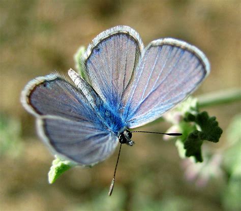 Blue Karner Butterfly Facts Biological Science Picture