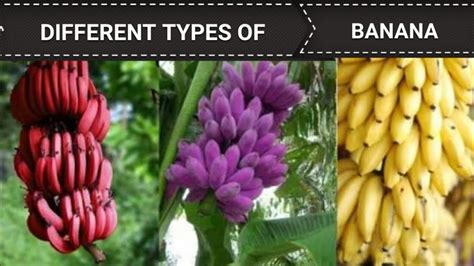 Bananas🍌 Many Varieties 🍌 Variety Of Colours Mani Lalitha Banana