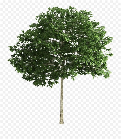 High Resolution Tree Png Transparent Background Png File Tree Png