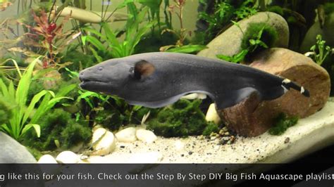 Big Black Ghost Knife Fish Exploring New Home Youtube