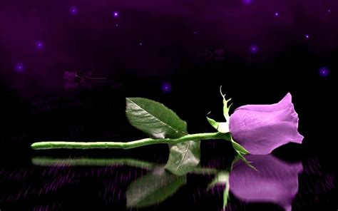 Free Download Purple Rose Wallpaper Colors Wallpaper 34511878 1280x800