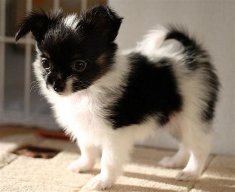 Black And White Papillon Puppy With Long Ears