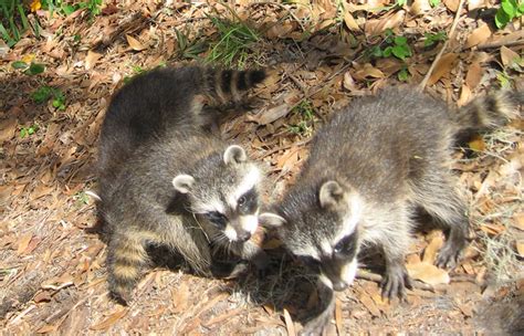 Why Do Raccoons Tear Up Sod And How To Prevent Them