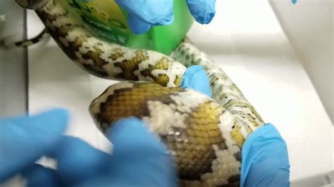 Tick Removal From Carpet Python Youtube