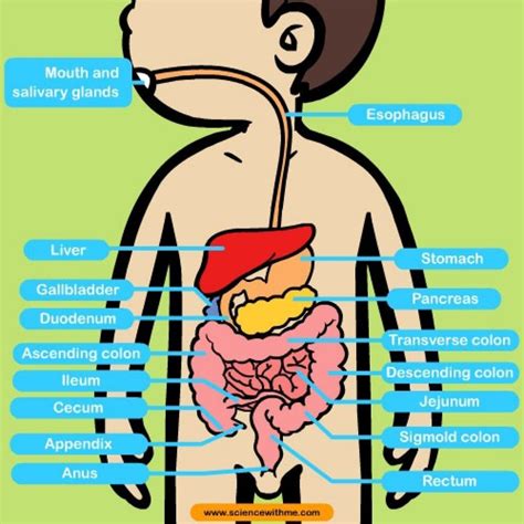 Digestive System For Kids Human Digestive System Digestive System